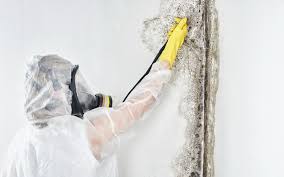 Best Mold Damage Restoration in St John, IN